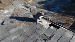 Wildlife Damage Repair Delaware